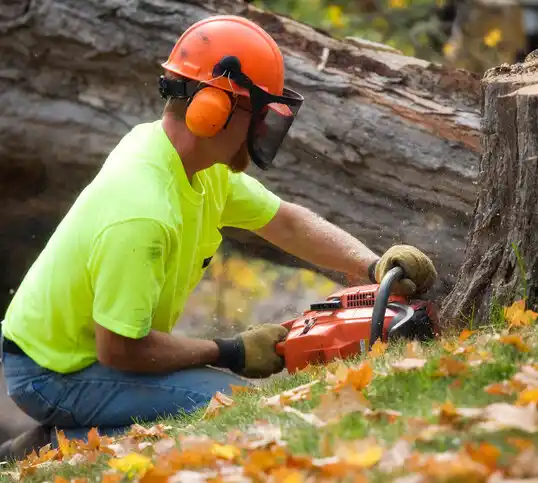 tree services Lemitar